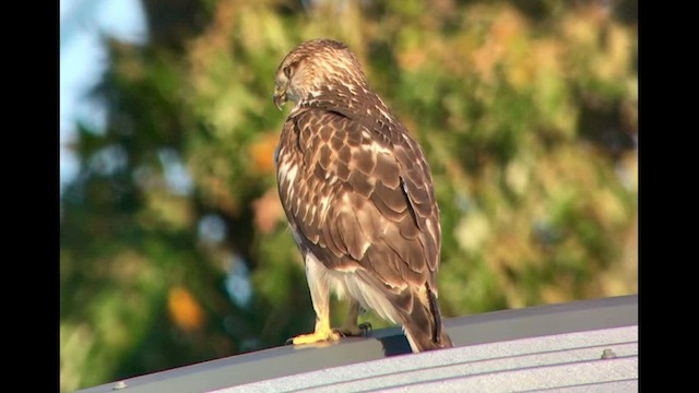 Ferruginous Hawk - ML502161901