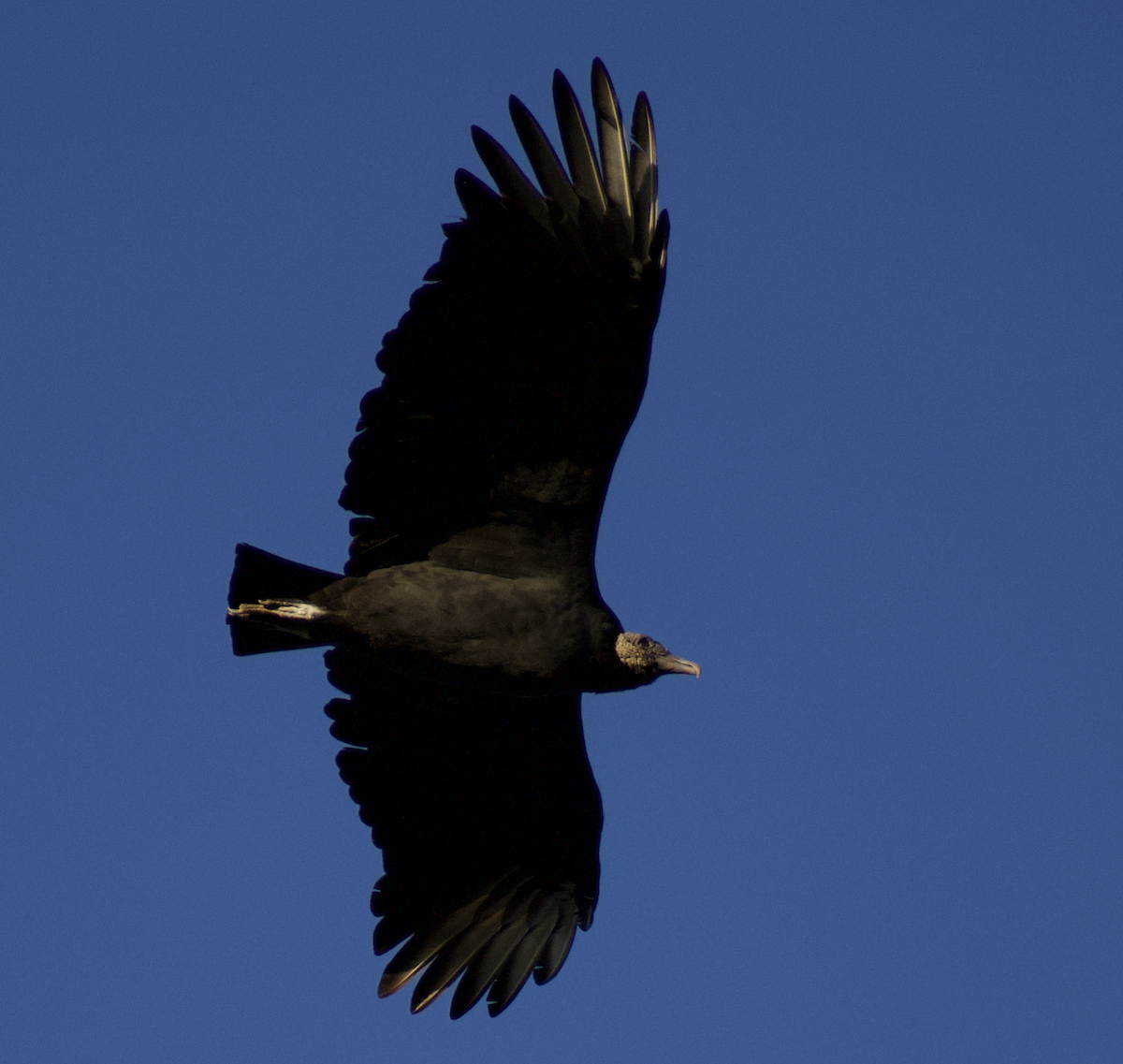 Black Vulture - ML502162081