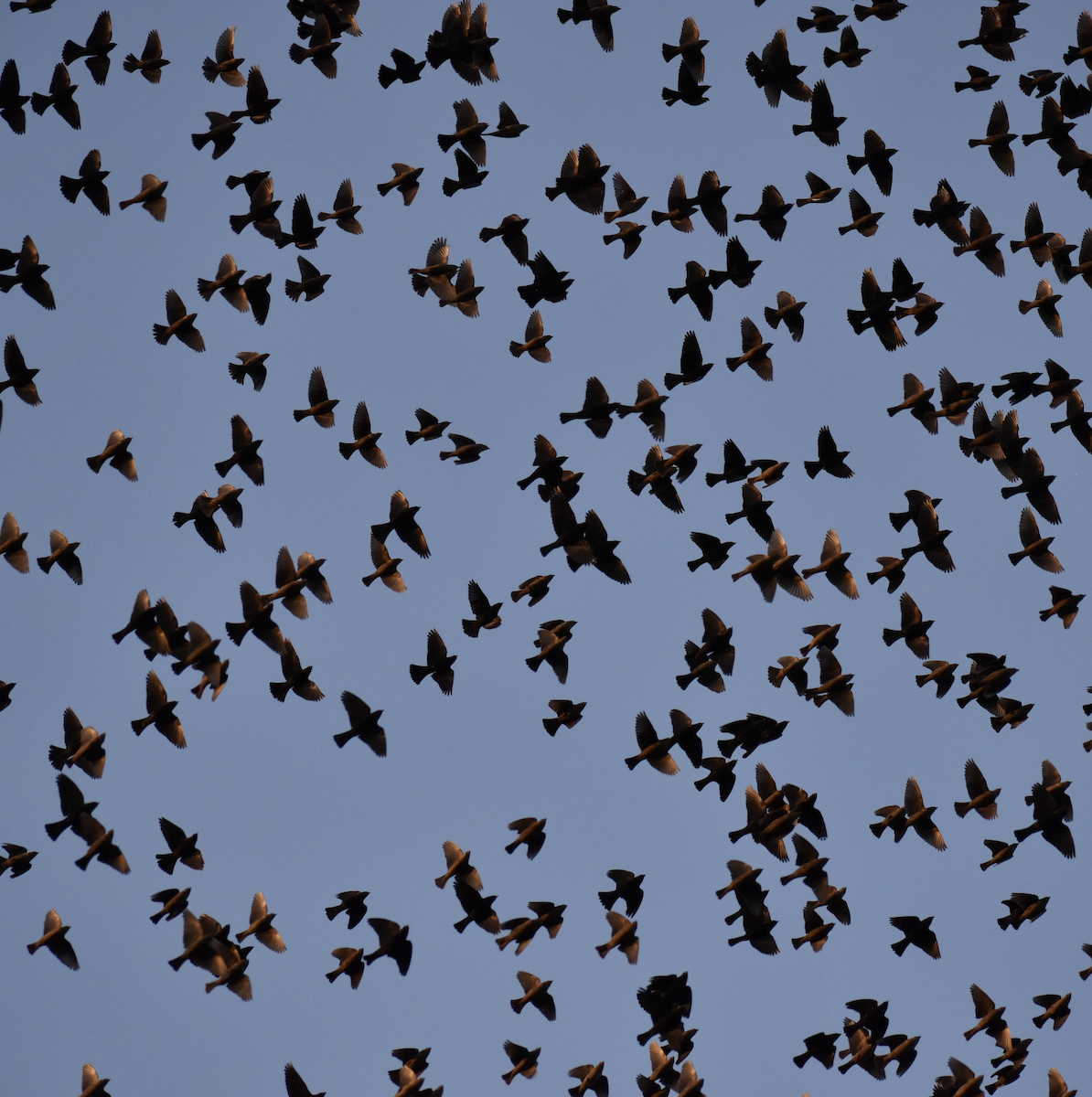 Brown-headed Cowbird - ML502162141