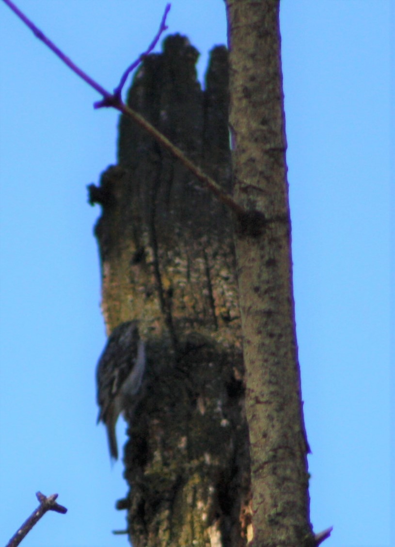 Brown Creeper - ML502162801