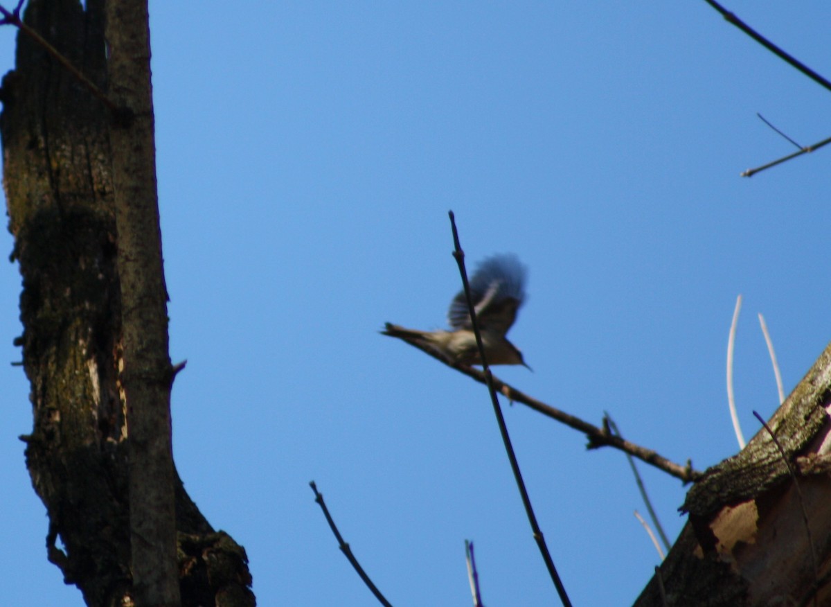 Brown Creeper - ML502162811