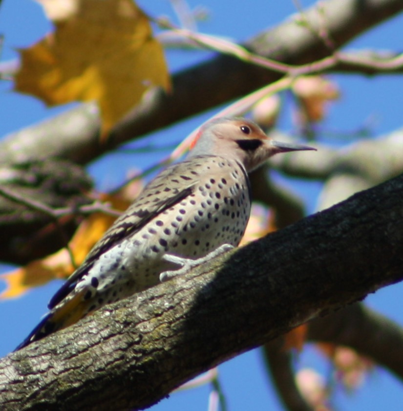 Northern Flicker - Mandy van Dijk