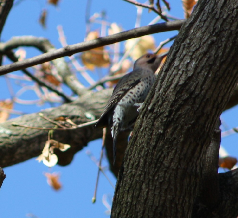 Northern Flicker - ML502162881