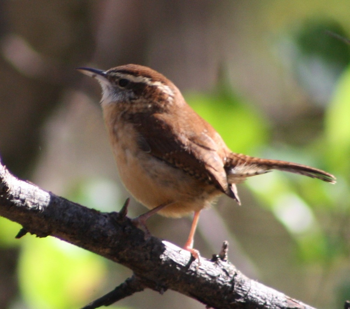 Carolina Wren - ML502163101