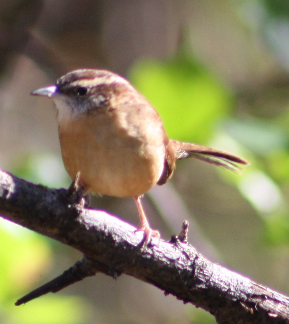 Carolina Wren - ML502163111