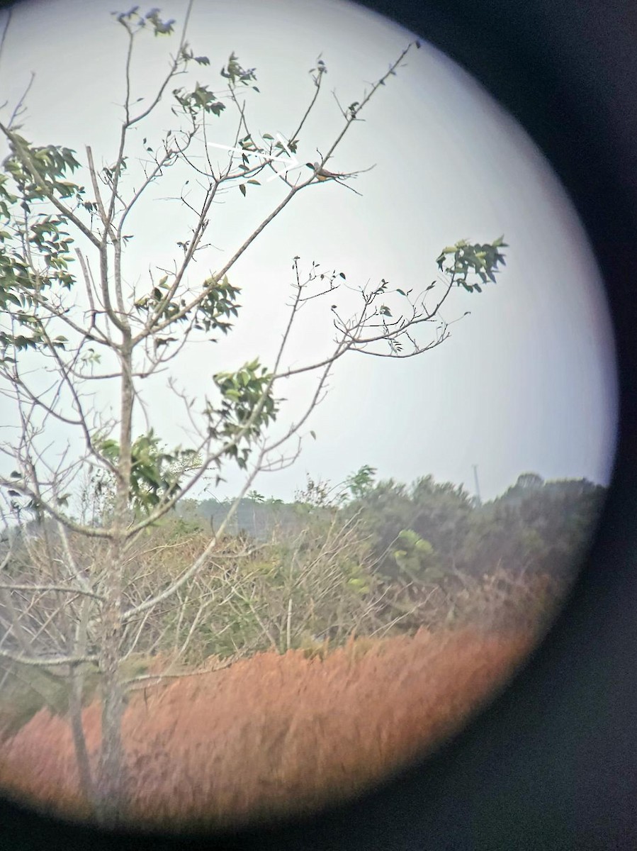 Scissor-tailed Flycatcher - ML502163291