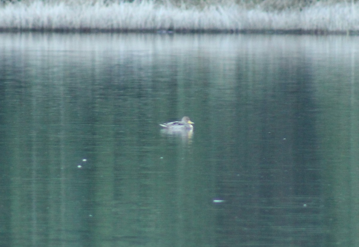 Yellow-billed Teal - ML502163441