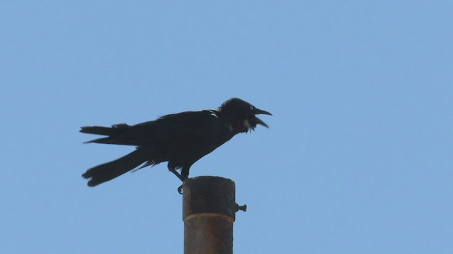 Little Crow - ML502163541