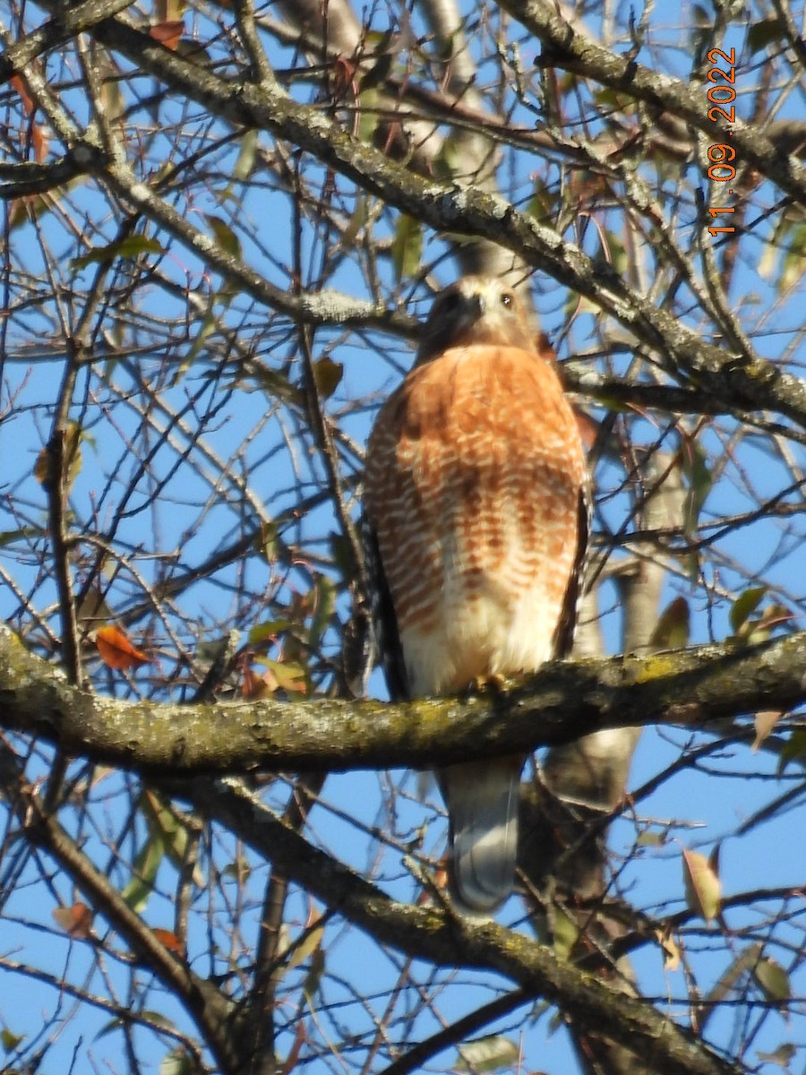 Red-shouldered Hawk - Pamela Fisher