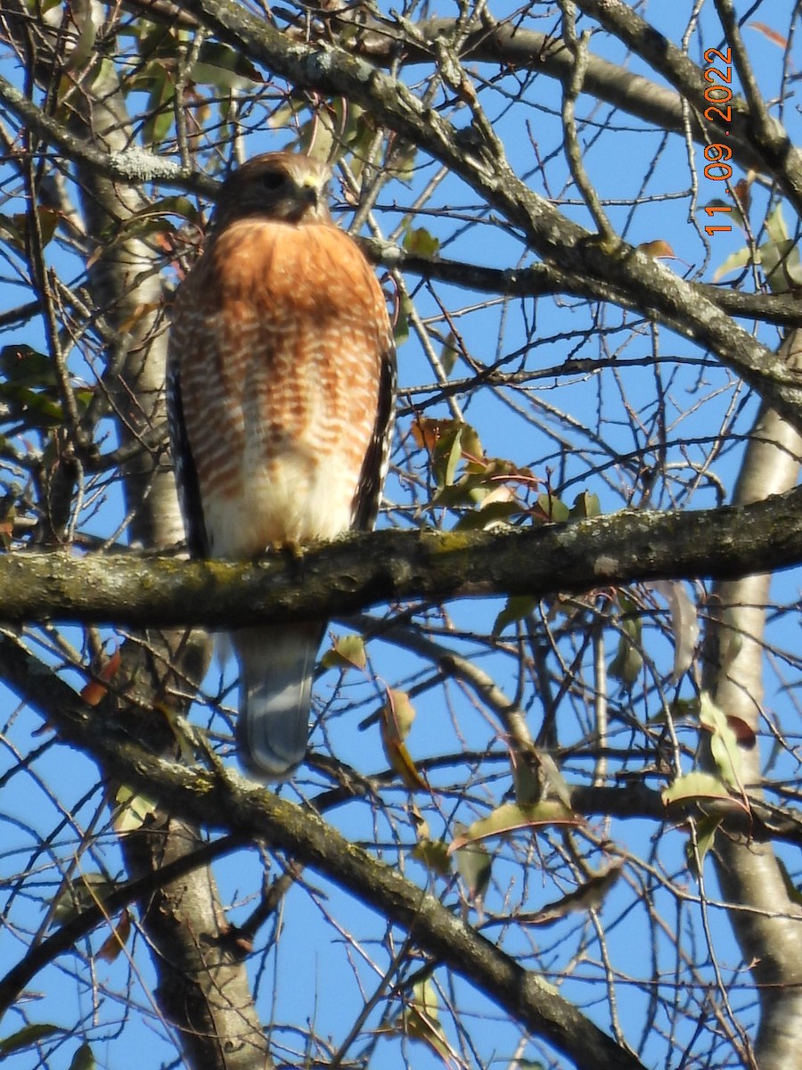 Red-shouldered Hawk - Pamela Fisher