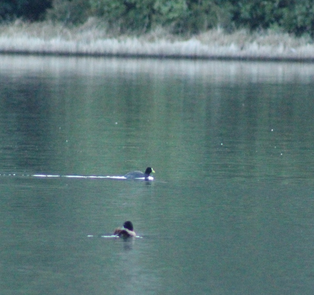 Red-gartered Coot - ML502164391