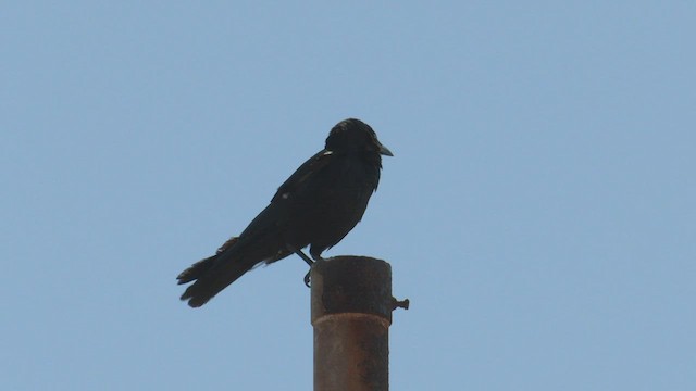 Little Crow - ML502164591