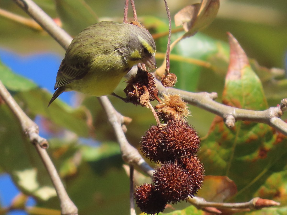 Yellow-fronted Canary - Jan Gaffney