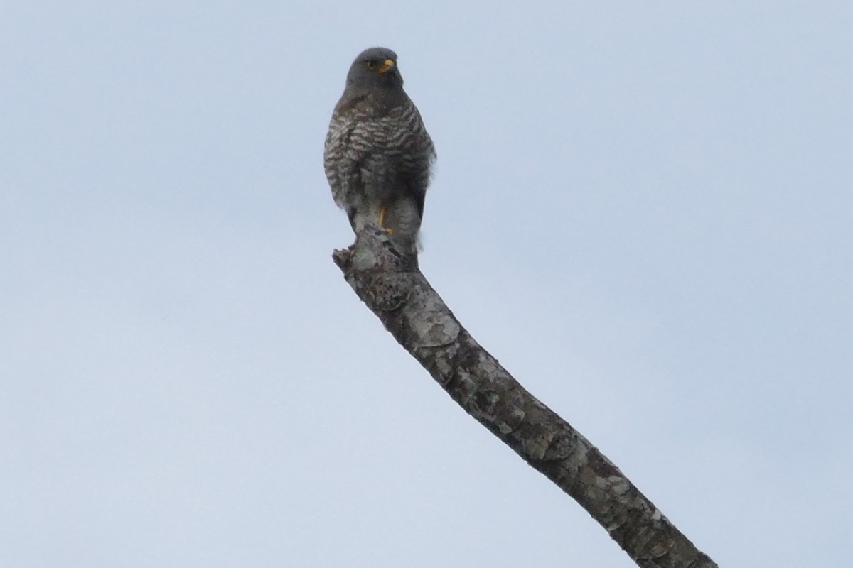 Roadside Hawk - ML50216501