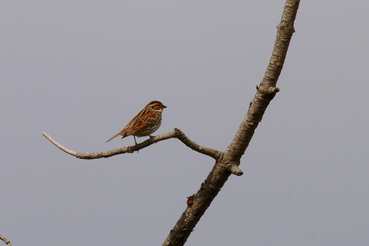 Little Bunting - ML502165381