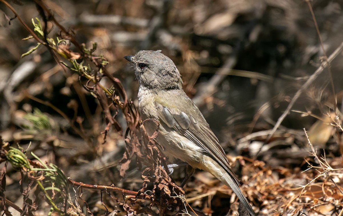 Western Whistler - ML502165881