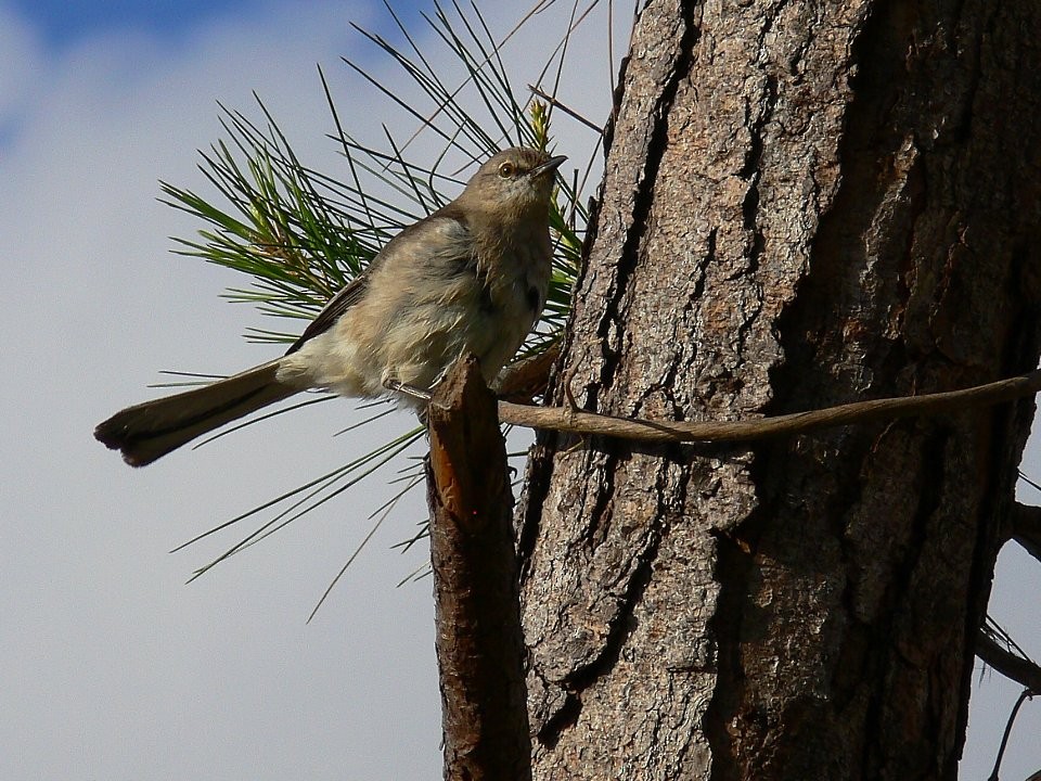 Northern Mockingbird - ML502165971