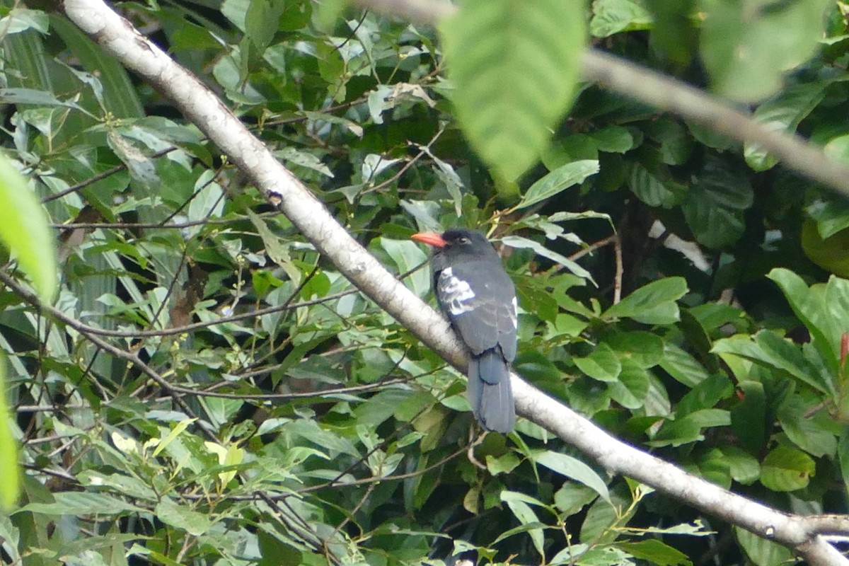 Black Nunbird - ML50216651