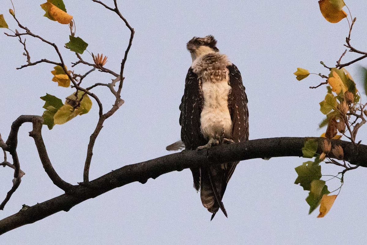 Osprey - ML502166871