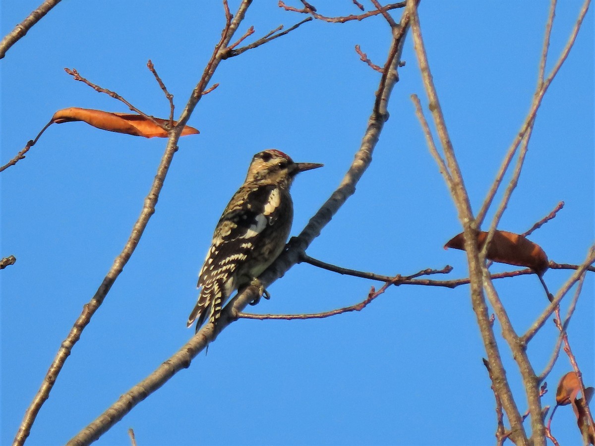 Yellow-bellied Sapsucker - ML502167331