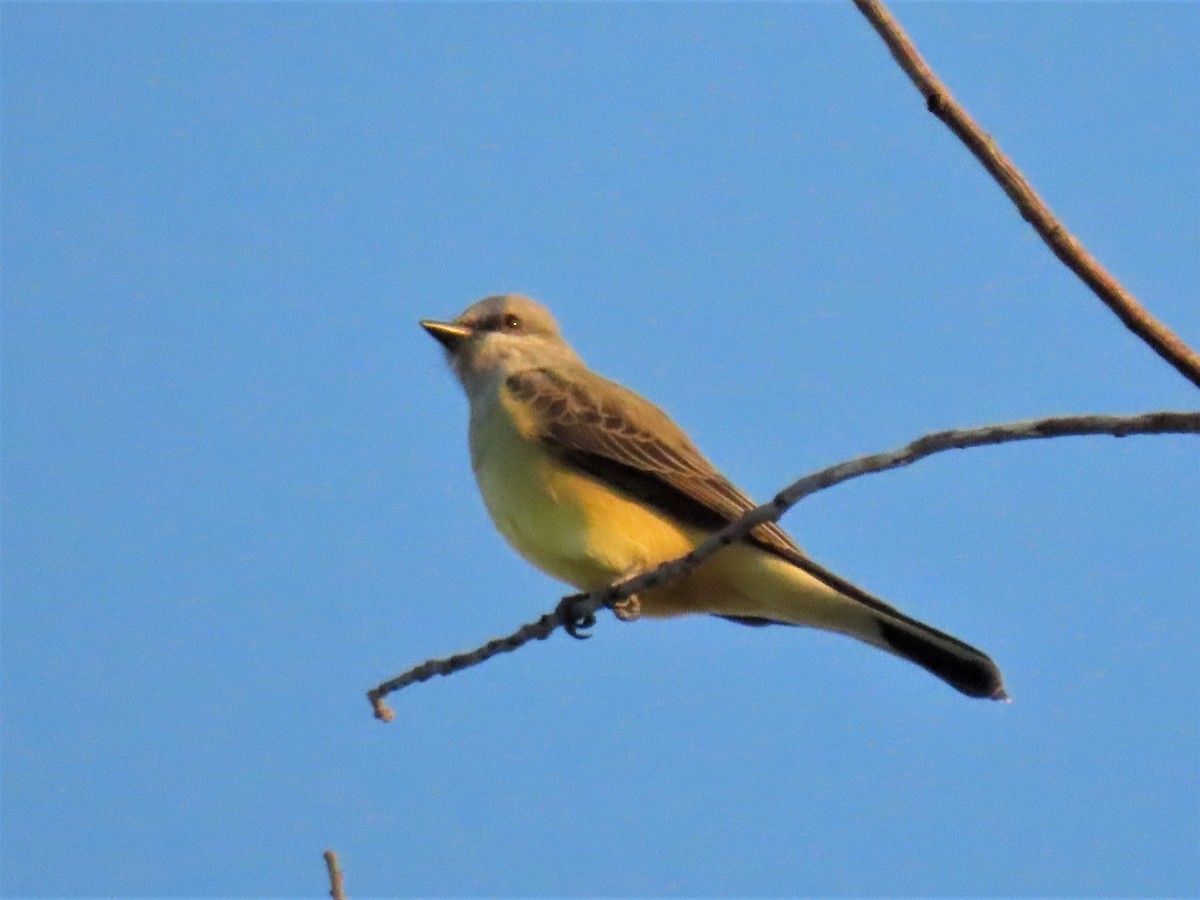 Western Kingbird - ML502167531