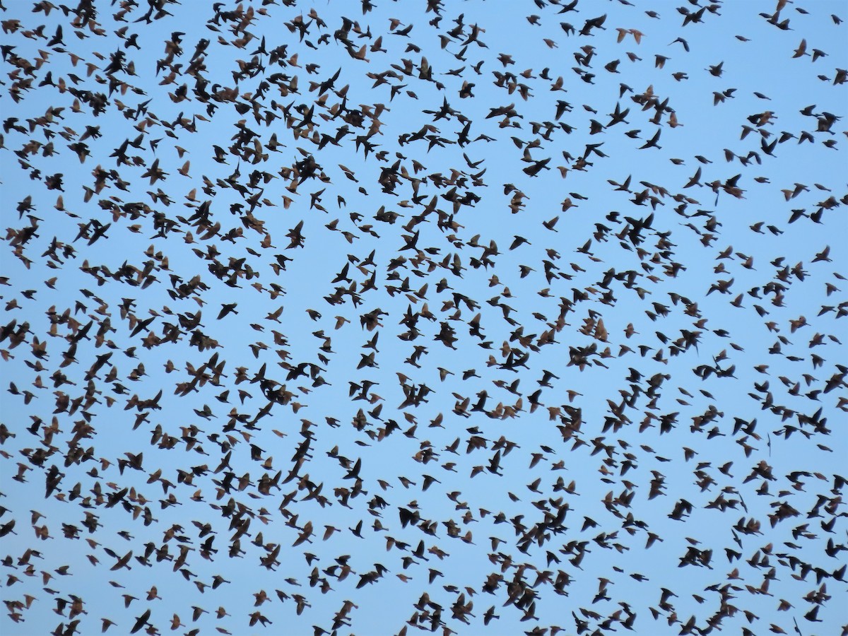 Brown-headed Cowbird - ML502167641