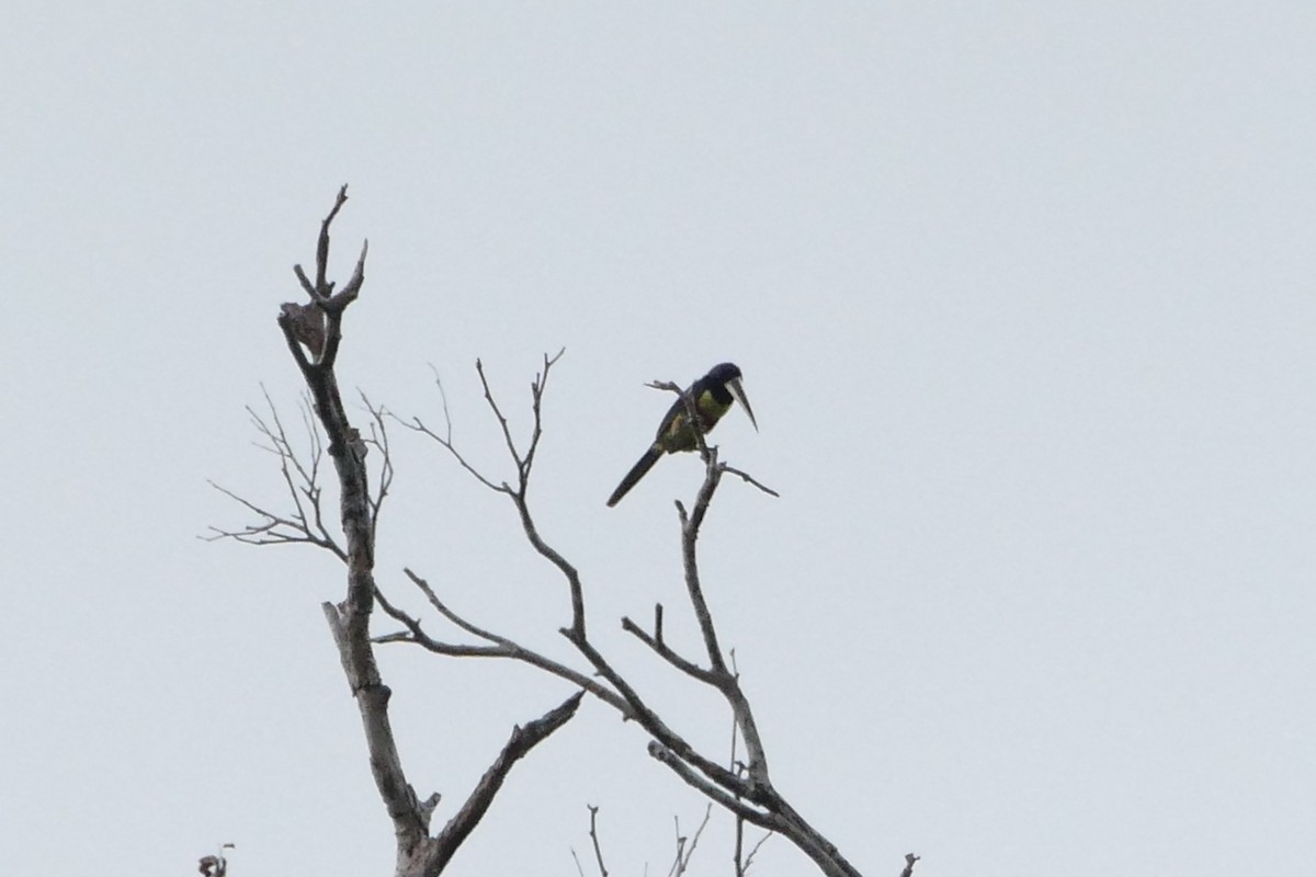 Black-necked Aracari - ML50216791