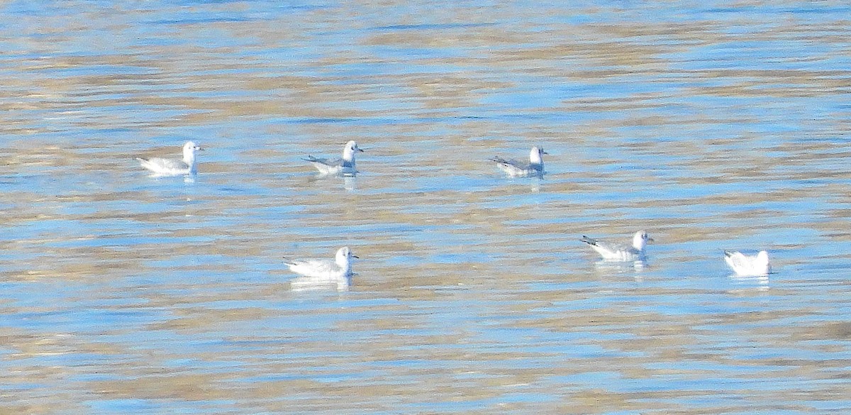 Bonaparte's Gull - Torrance Wells