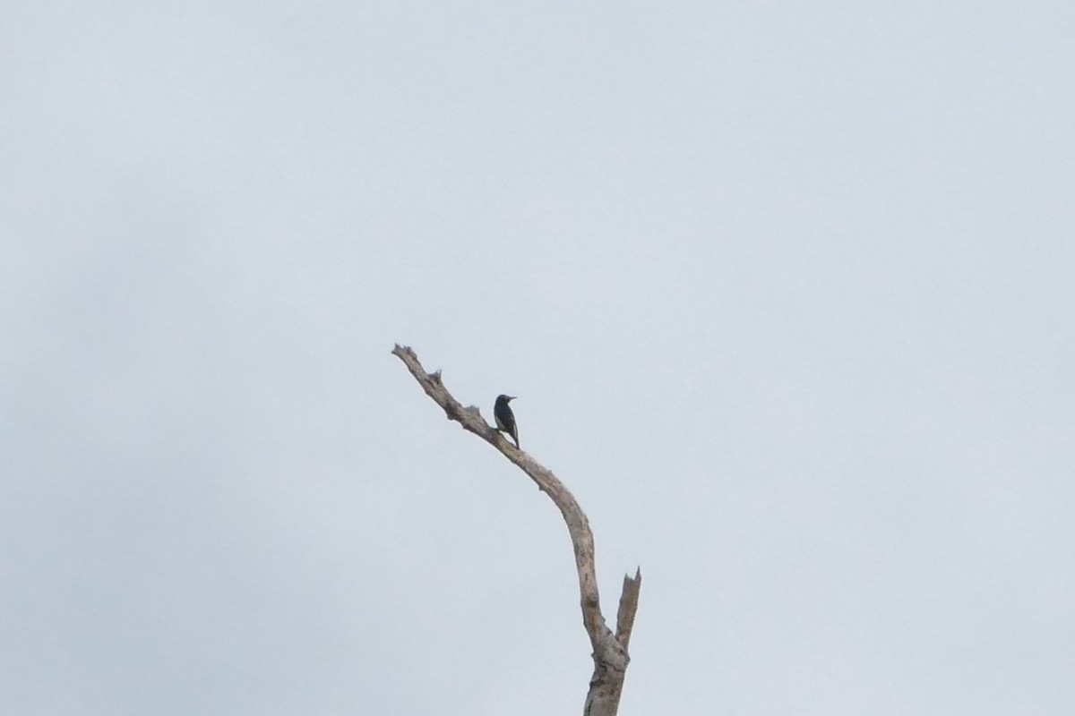 Yellow-tufted Woodpecker - ML50216871