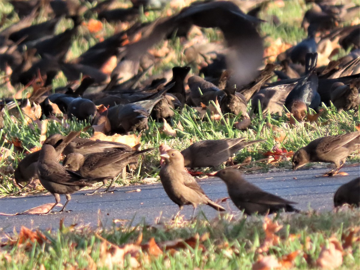 Brown-headed Cowbird - Teresa Noel