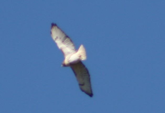Red-tailed Hawk - ML502169121