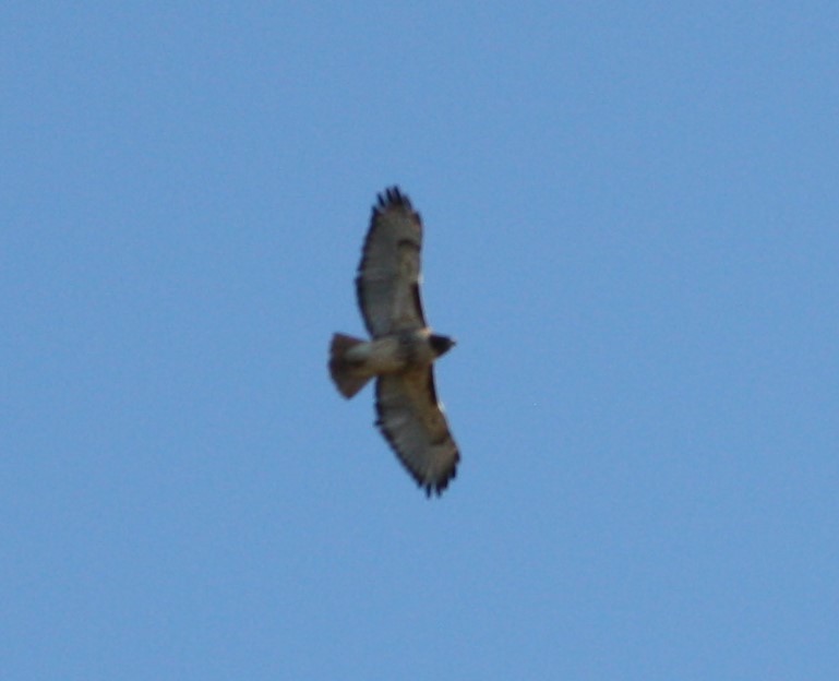 Red-tailed Hawk - Mandy van Dijk