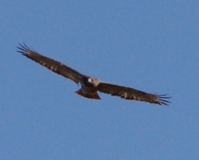 Red-tailed Hawk - ML502169141