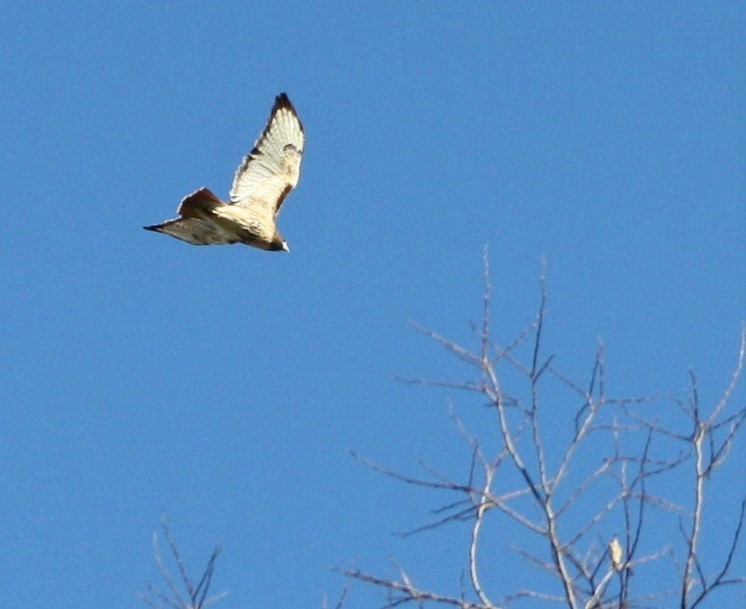 Red-tailed Hawk - Mandy van Dijk