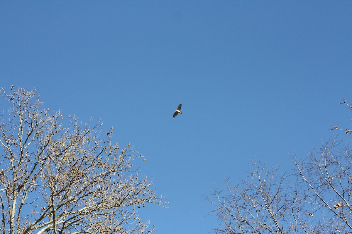 Red-tailed Hawk - ML502169181