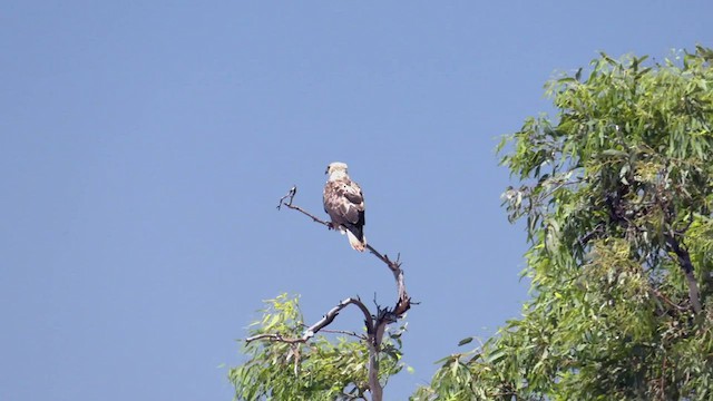 Whistling Kite - ML502169761