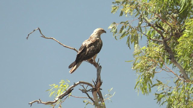 Whistling Kite - ML502169781