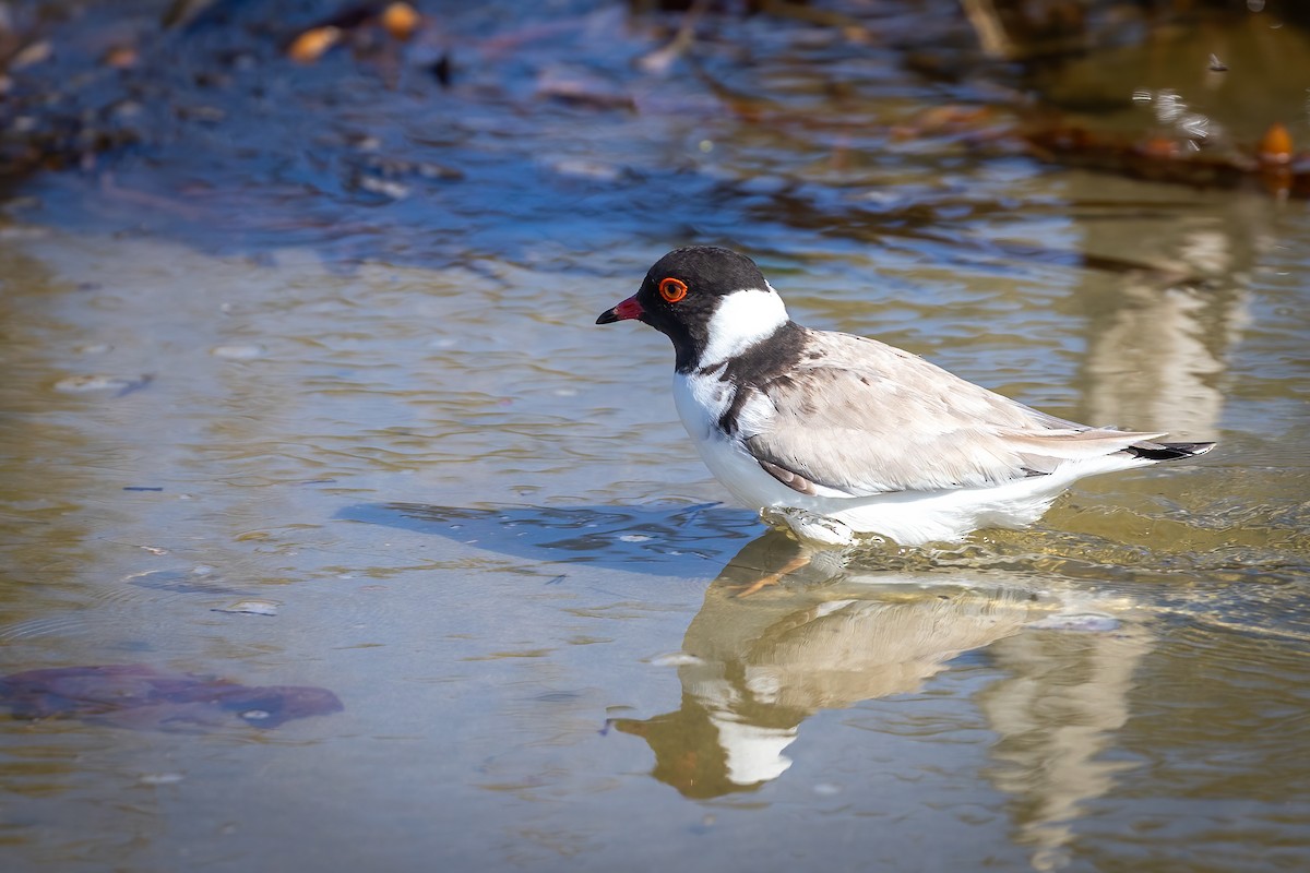 Hooded Plover - Anonymous