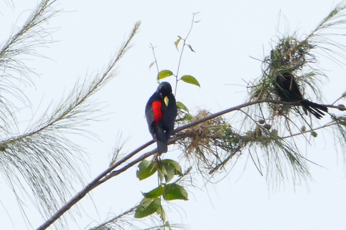 Red-rumped Cacique - ML50217081