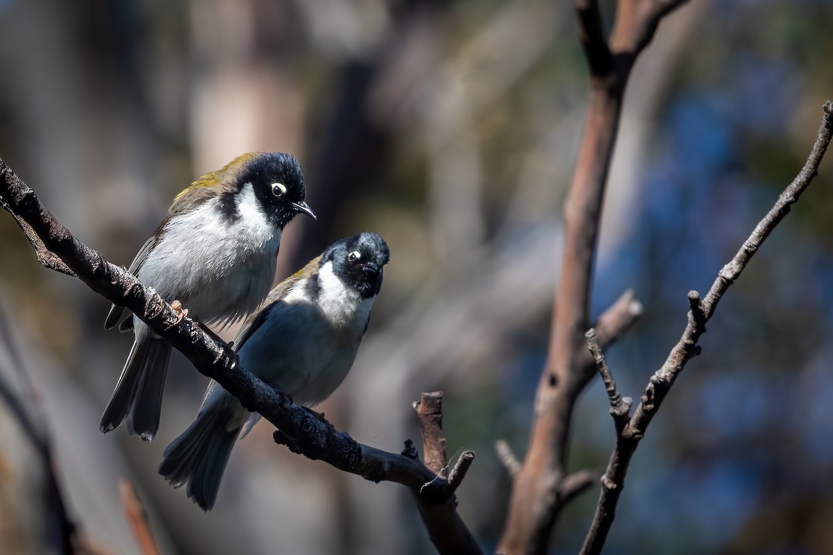 Black-headed Honeyeater - ML502170881