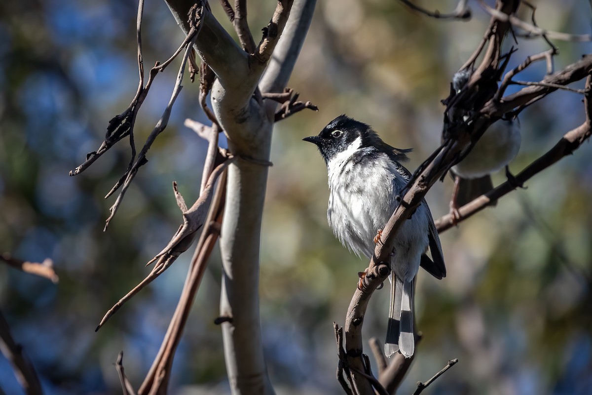 Black-headed Honeyeater - Anonymous