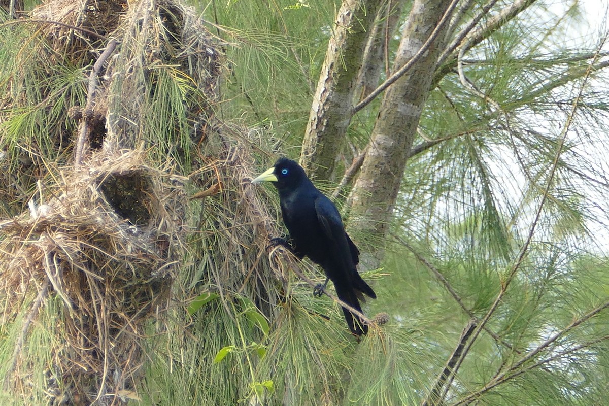 Red-rumped Cacique - ML50217101