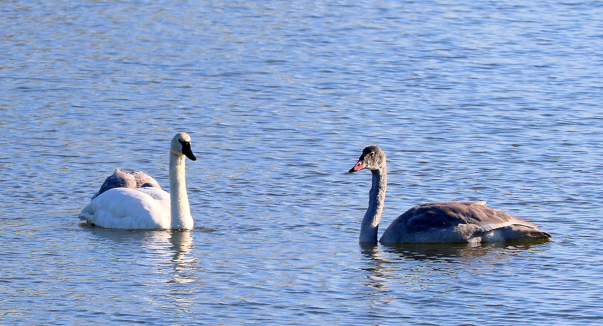 Tundra Swan - Mike Fung