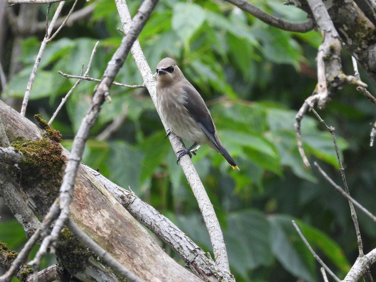 Buztanori amerikarra - ML502171851