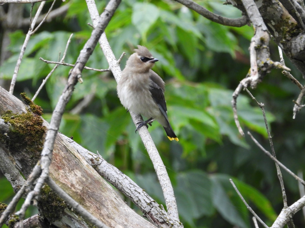 Buztanori amerikarra - ML502171861