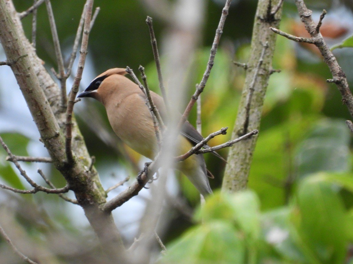 Buztanori amerikarra - ML502171881