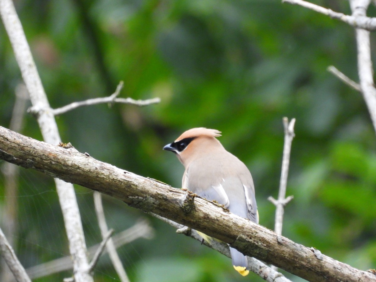 Buztanori amerikarra - ML502171901