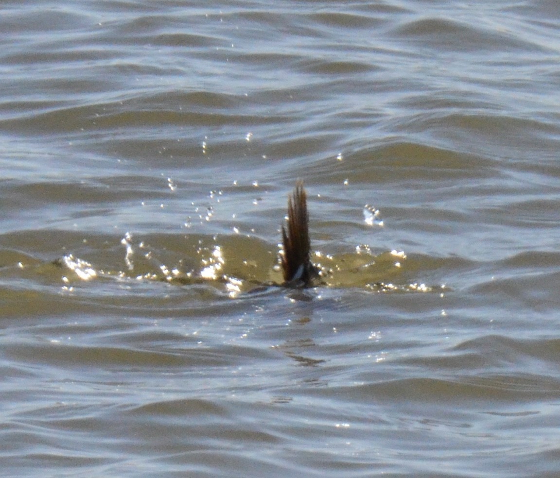 Ruddy Duck - ML502172521