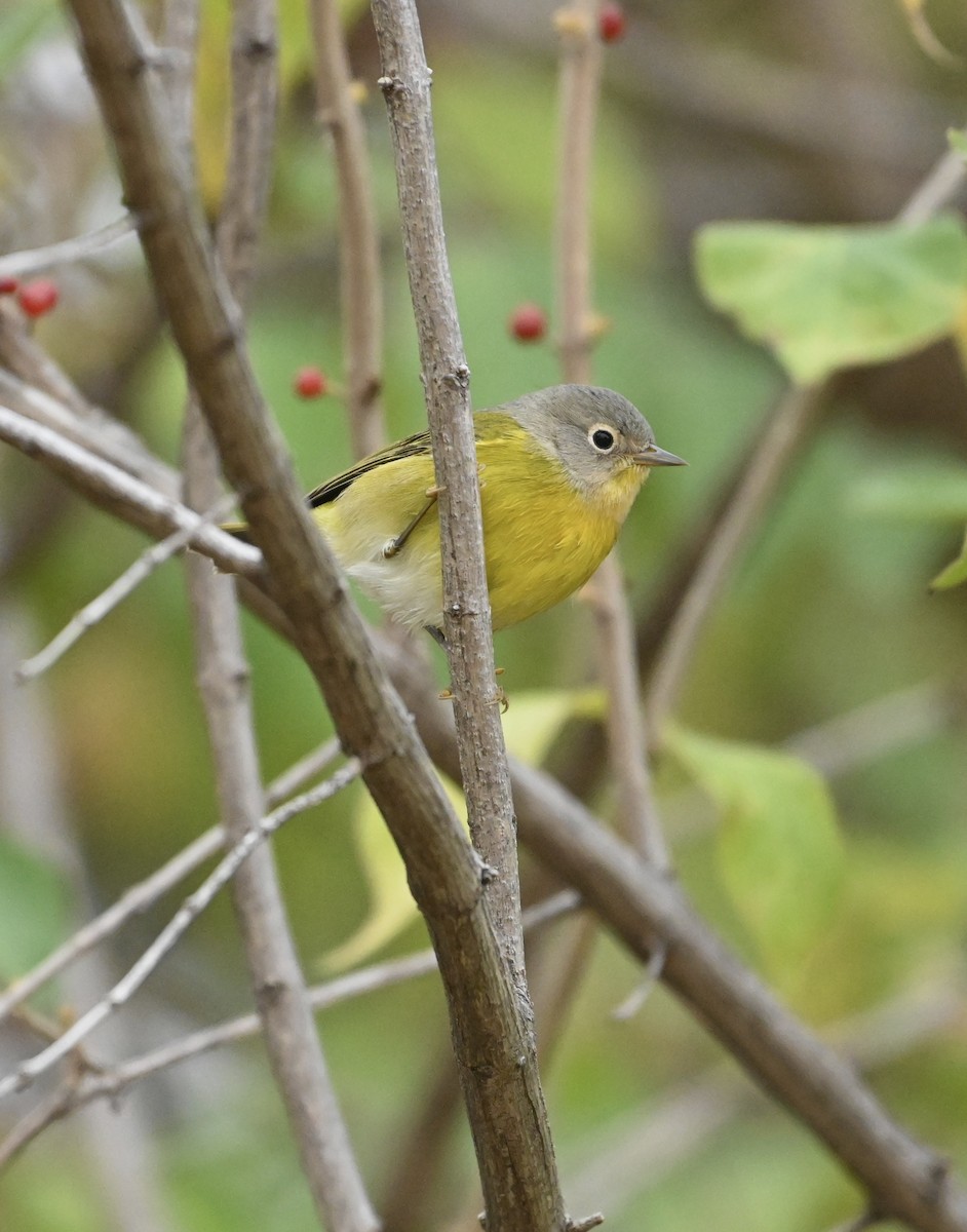 Nashville Warbler - ML502172551