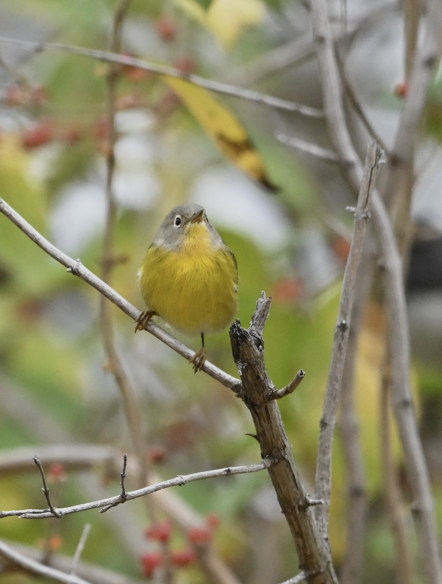 Nashville Warbler - ML502172561